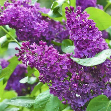 Load image into Gallery viewer, Syringa vulgaris &#39;Andenken an Ludwig Späth&#39; / Lilac &#39;Andenken an Ludwig Späth&#39;

