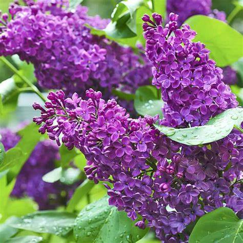 Syringa vulgaris 'Andenken an Ludwig Späth' / Lilac 'Andenken an Ludwig Späth'