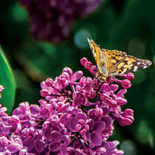 Load image into Gallery viewer, Syringa vulgaris &#39;Andenken an Ludwig Späth&#39; / Lilac &#39;Andenken an Ludwig Späth&#39;
