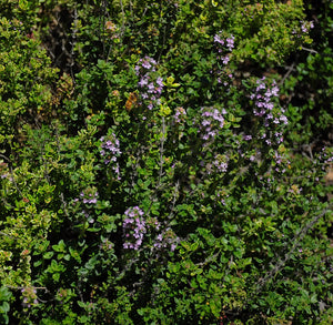 Thymus vulgaris / Common Thyme