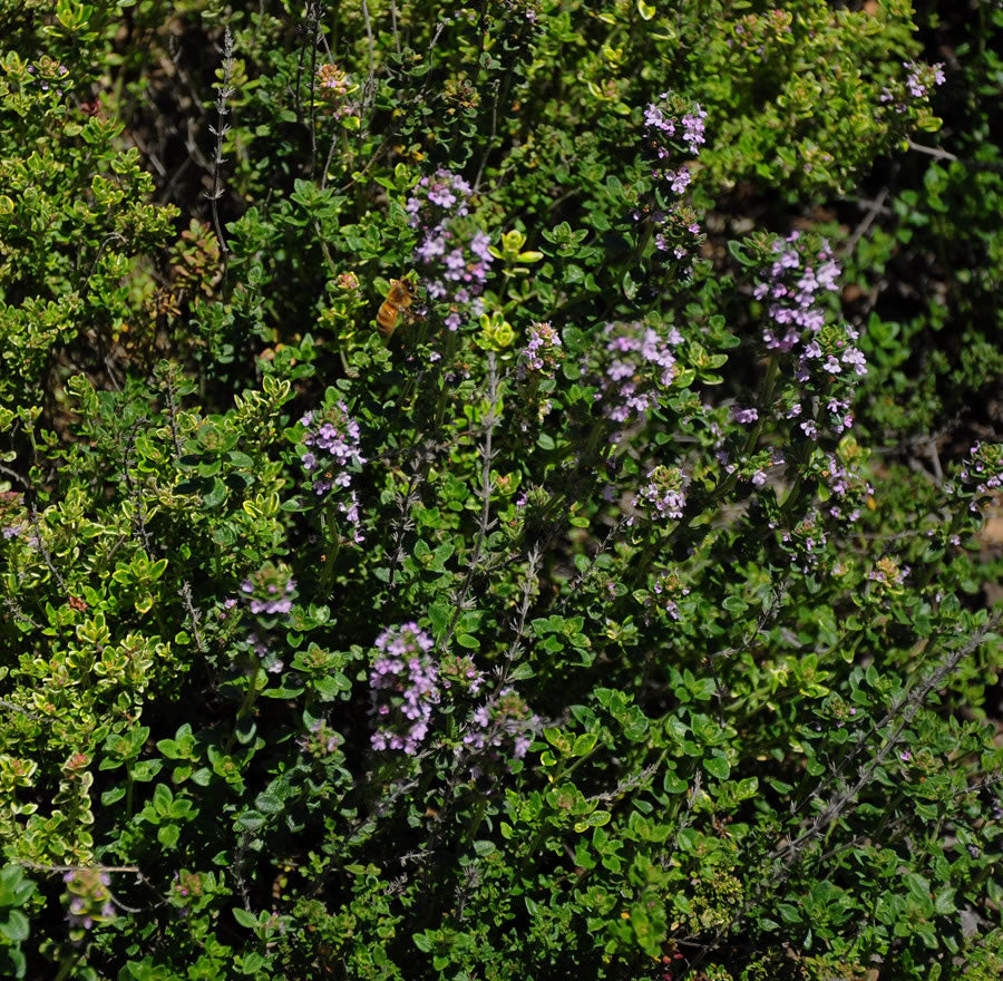 Thymus vulgaris / Common Thyme