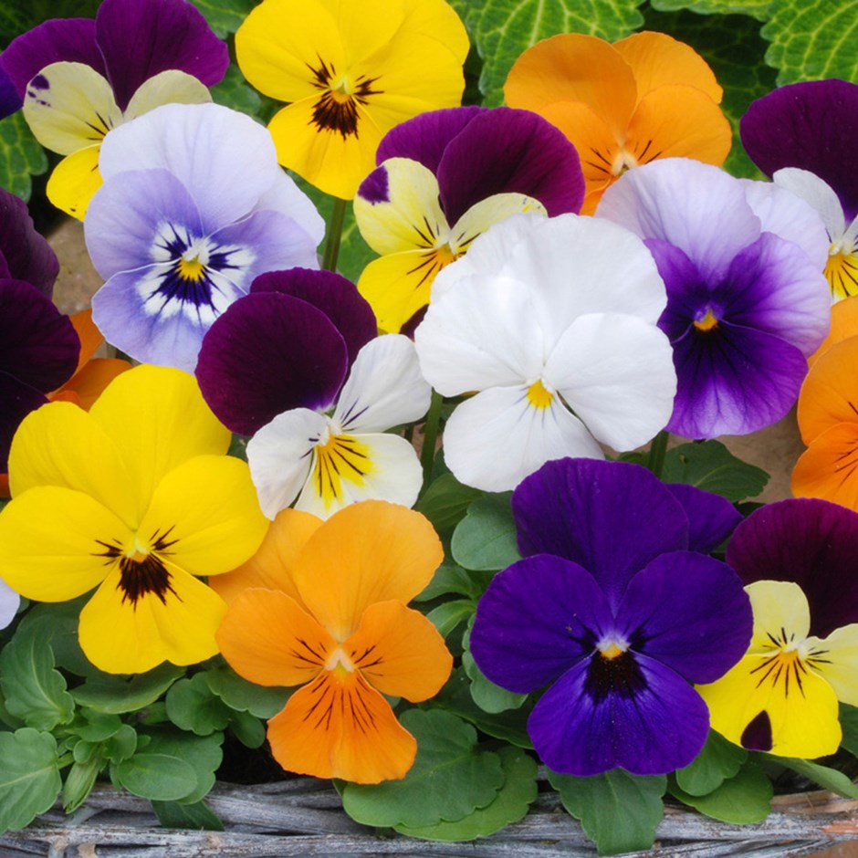 Viola 6-pack